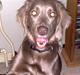 Langhåret Weimaraner Nanna