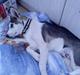 Alaskan husky Maggie