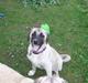 Kangal arina
