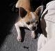 Chihuahua Buller