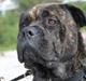 Mallorca Mastiff / Ca de Bou Albert