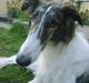 Borzoi Louis