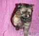 Chihuahua Jynti