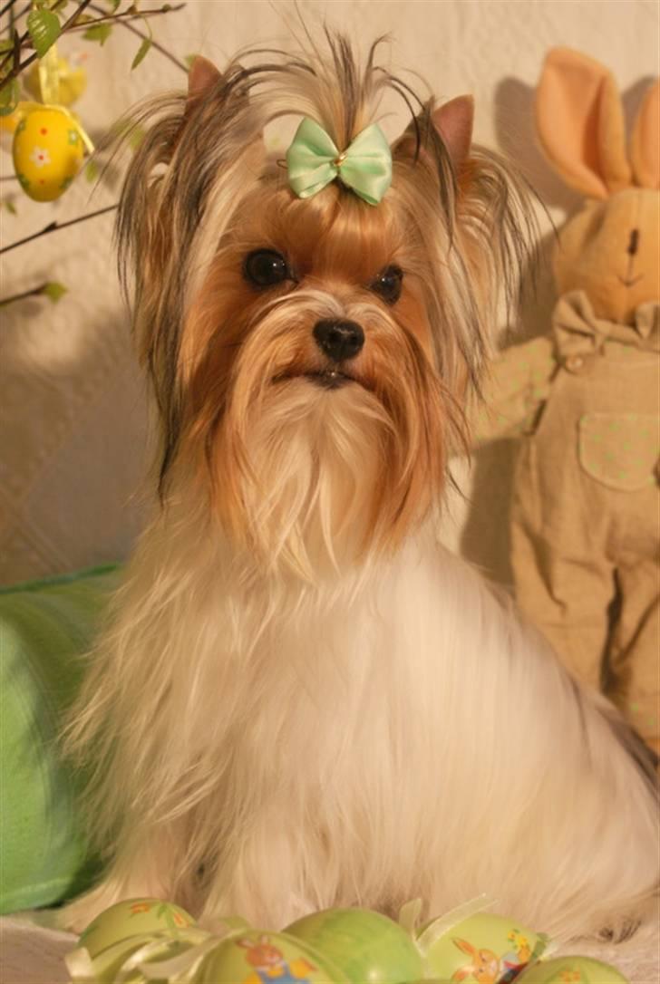 Biewer yorkshire terrier "Smilla" billede 14
