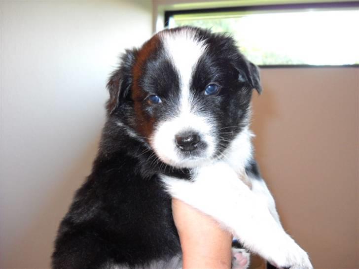 Australian shepherd laika's  Hvalpe. - Perle billede 17