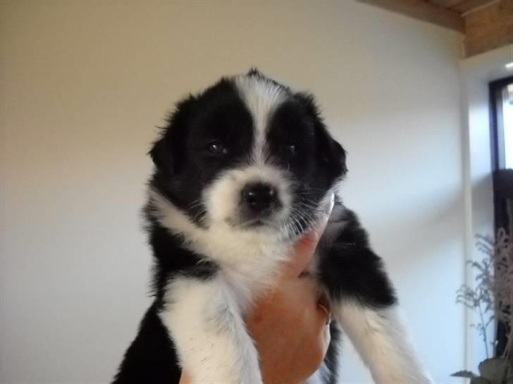 Australian shepherd laika's  Hvalpe. - Windy billede 18