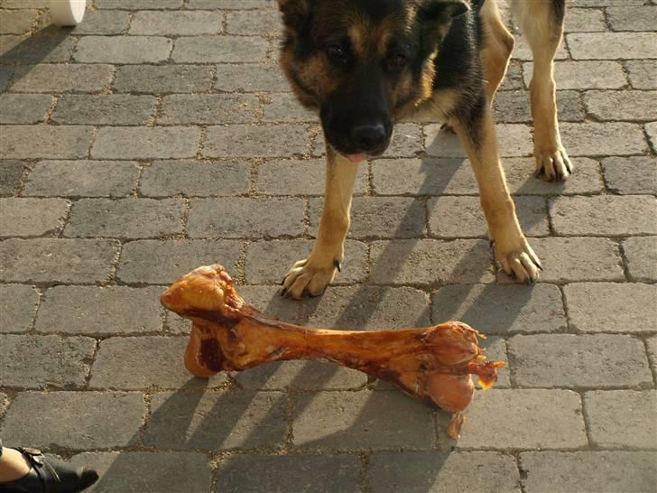 Schæferhund Tinka - "UUH!!! SEE!!!! se det er en godbid!!" (x billede 6