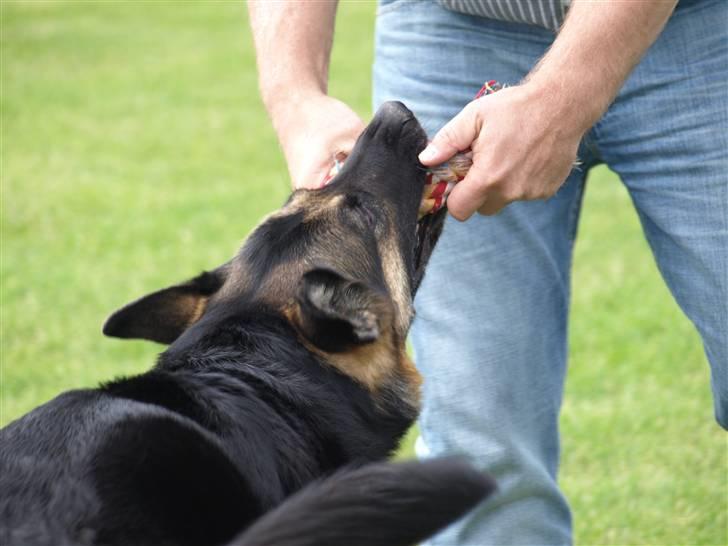 Schæferhund Tinka - "Far, kom så din slapsvans!!!" billede 7