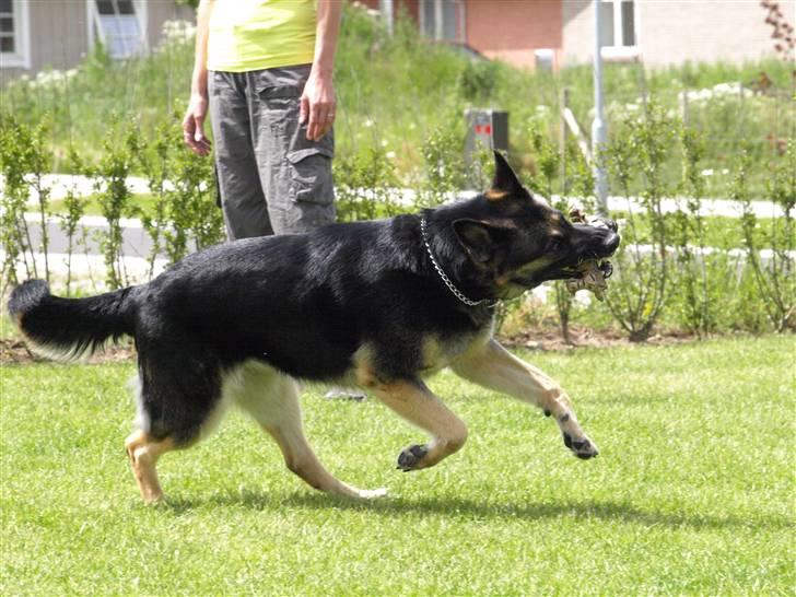 Schæferhund Tinka - "Nej, mor.... du må ikke få den endnu...!" billede 8