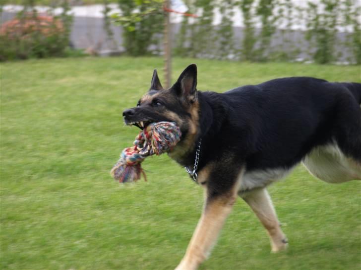 Schæferhund Tinka - Tinka kommer tilbage med legetøjet (x og er lige ved at tabe det (x billede 9