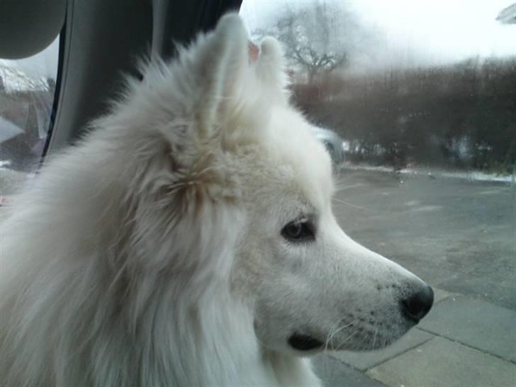 Samojedhund Samson - samson 9 mdr. billede 1