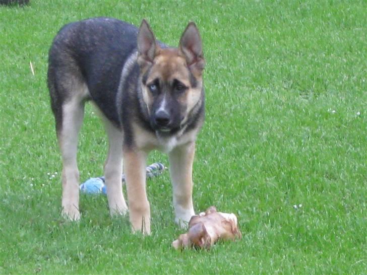 Blanding af racer Coda <'3 - Se mig , jeg er en ulv !! billede 2