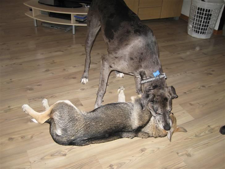 Blanding af racer Coda <'3 billede 3