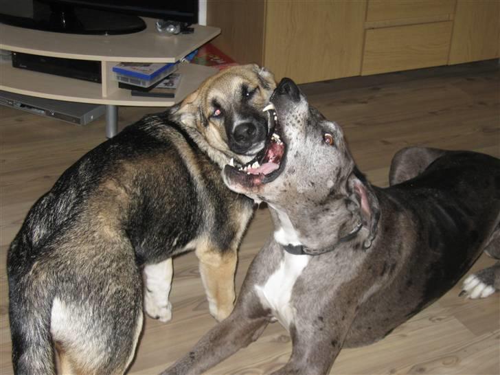 Blanding af racer Coda <'3 - Hjææælp !! billede 4