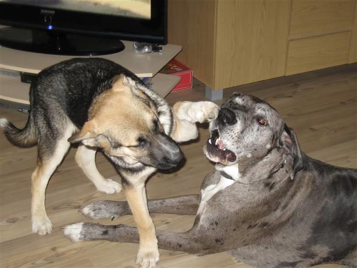 Blanding af racer Coda <'3 - Du får lige en ordentlig venstre ! billede 5