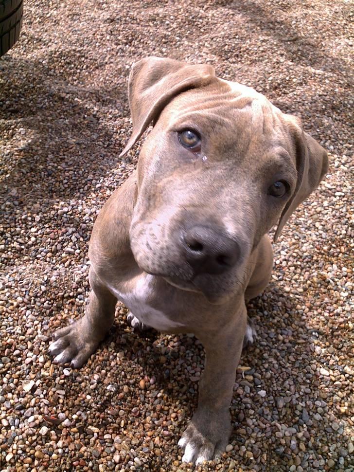 Amerikansk staffordshire terrier Joker billede 1