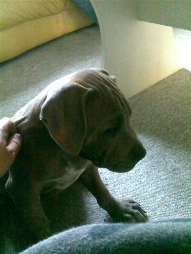 Amerikansk staffordshire terrier Joker billede 2