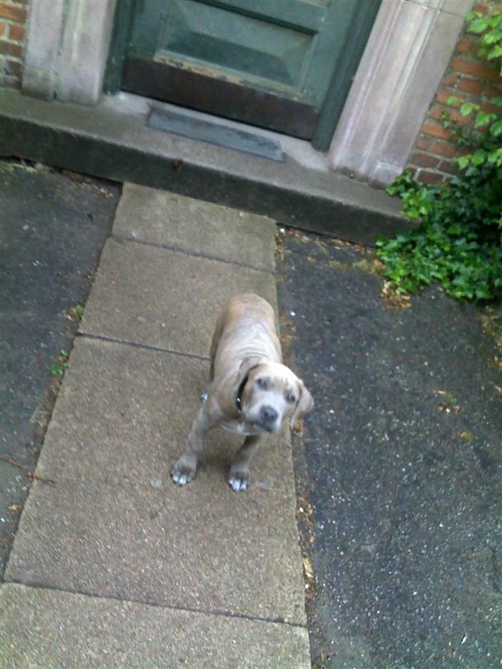 Amerikansk staffordshire terrier Joker billede 3