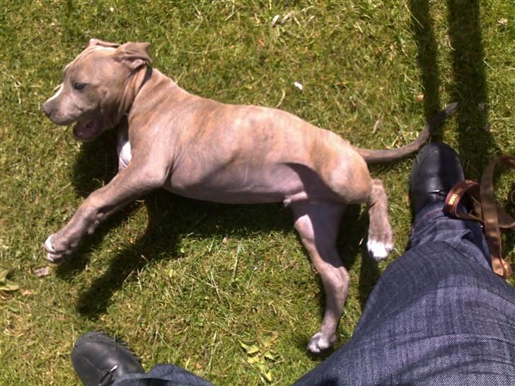 Amerikansk staffordshire terrier Joker - Skal jeg træde på dig, hva? billede 4