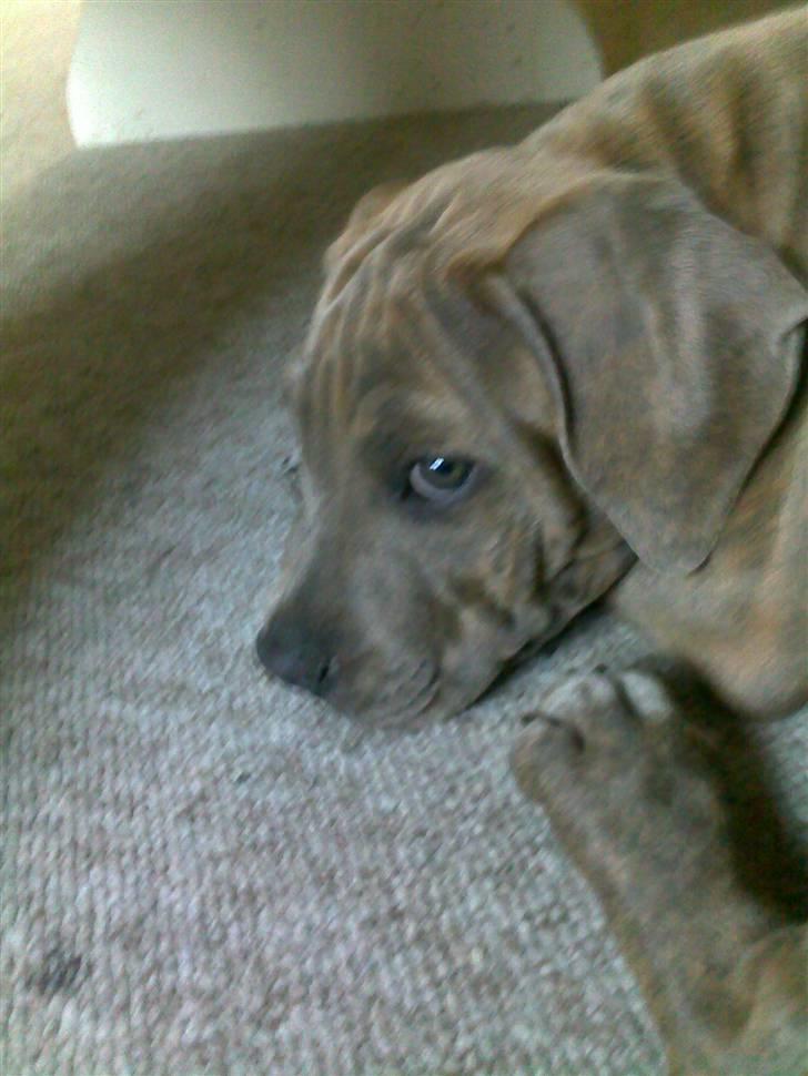 Amerikansk staffordshire terrier Joker billede 5