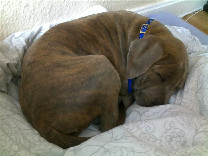 Amerikansk staffordshire terrier Joker - Snoork billede 6