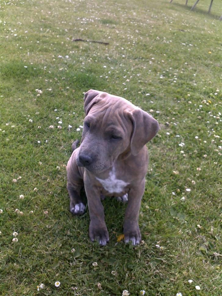 Amerikansk staffordshire terrier Joker billede 7