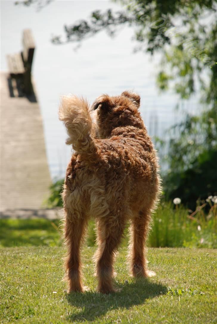 Irsk terrier Megan Von Der Neesenburg billede 12