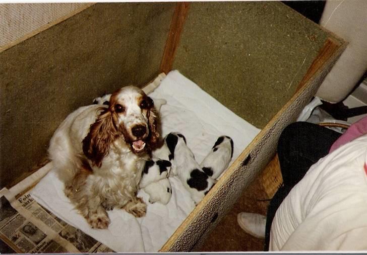 Cocker spaniel Line R.I.P - Line med hendes hvalpe billede 15