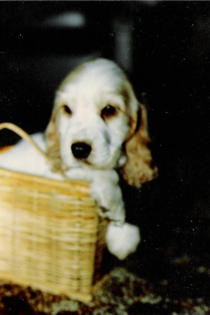 Cocker spaniel Line R.I.P - Line som hvalp billede 16