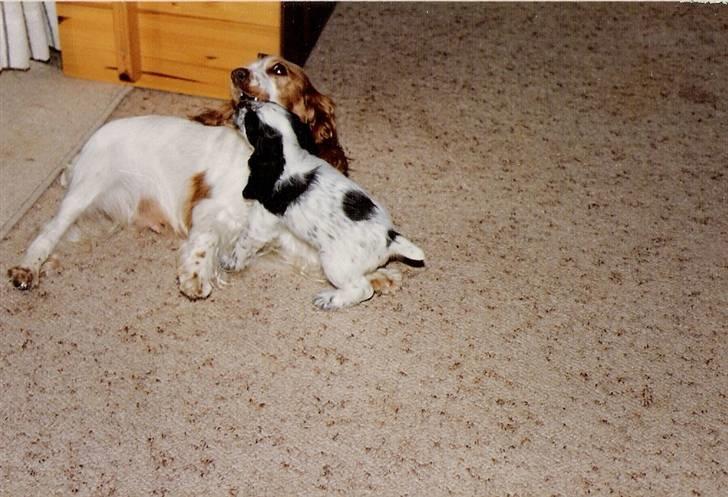Cocker spaniel Line R.I.P - Line og Cianti billede 18