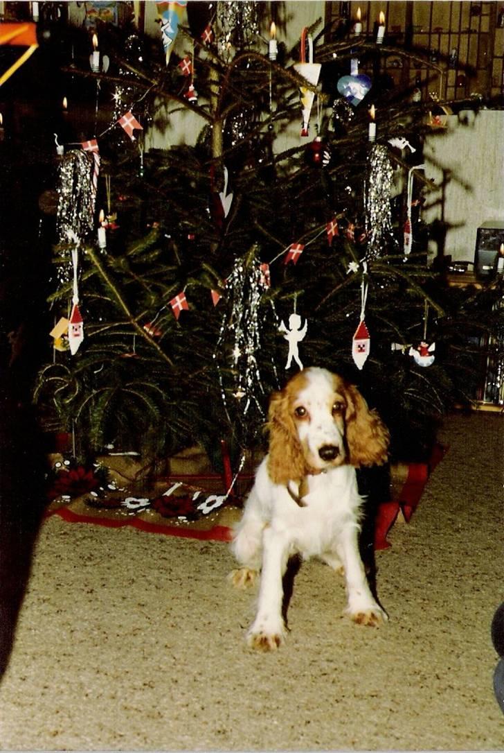 Cocker spaniel Line R.I.P - Lines julebillede billede 19