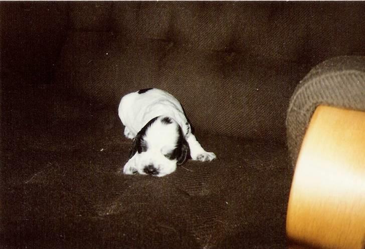 Cocker spaniel Cianti R.I.P. - Cianti som lille hvalp billede 1