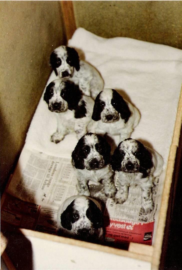 Cocker spaniel Cianti R.I.P. - Cianti og hendes søskene... hun sidder til venstre i 2. forreste række billede 2