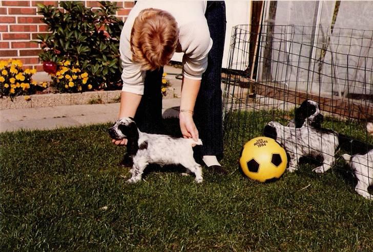 Cocker spaniel Cianti R.I.P. - Cianti bliver opstillet billede 3