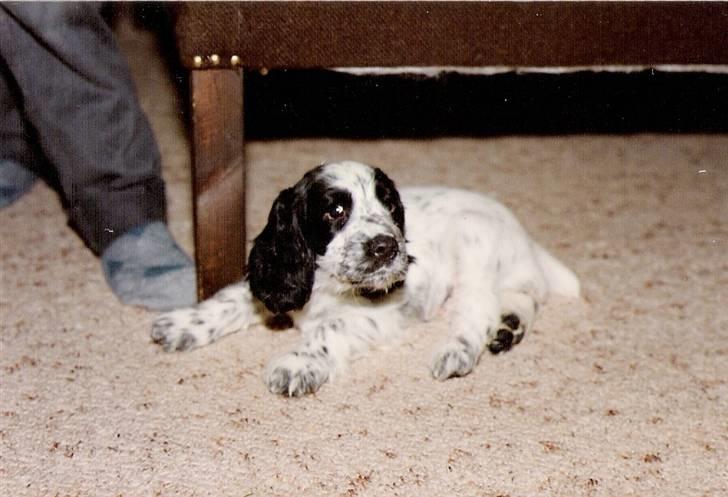 Cocker spaniel Cianti R.I.P. - hov hvad sker der derhenne billede 4