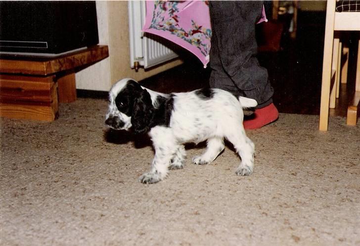 Cocker spaniel Cianti R.I.P. - jeg lister mig lige lidt væk billede 5