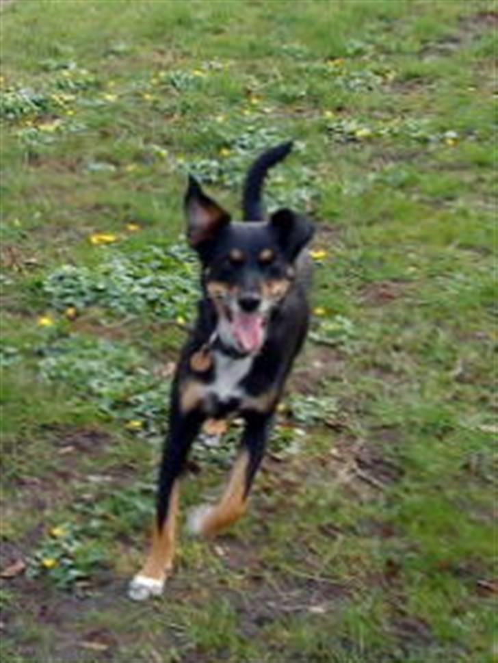 Dansk svensk gaardhund Molly<33 billede 15