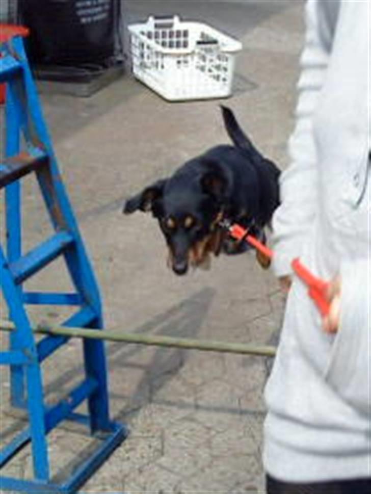 Dansk svensk gaardhund Molly<33 billede 16