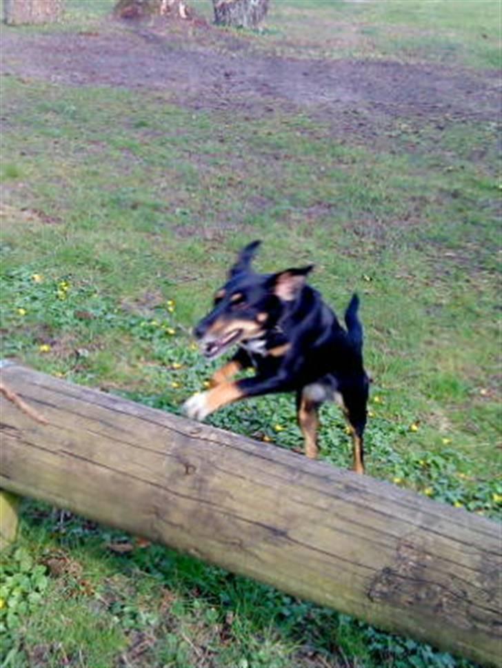 Dansk svensk gaardhund Molly<33 billede 17