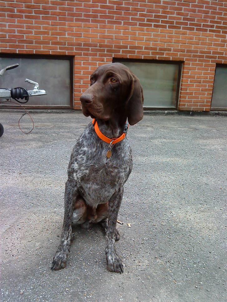 Korthåret hønsehund Søborggårds Ekko billede 17