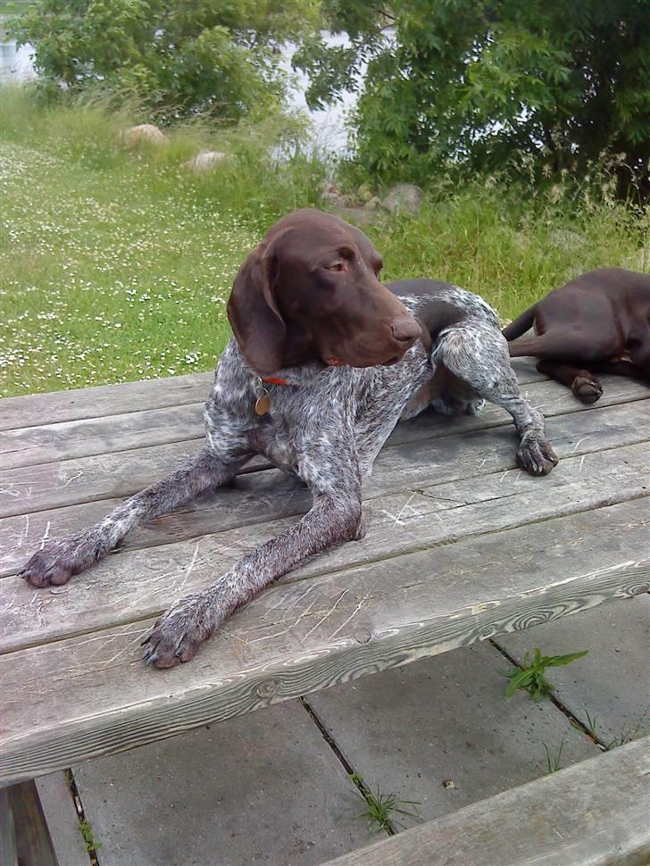 Korthåret hønsehund Søborggårds Ekko billede 18