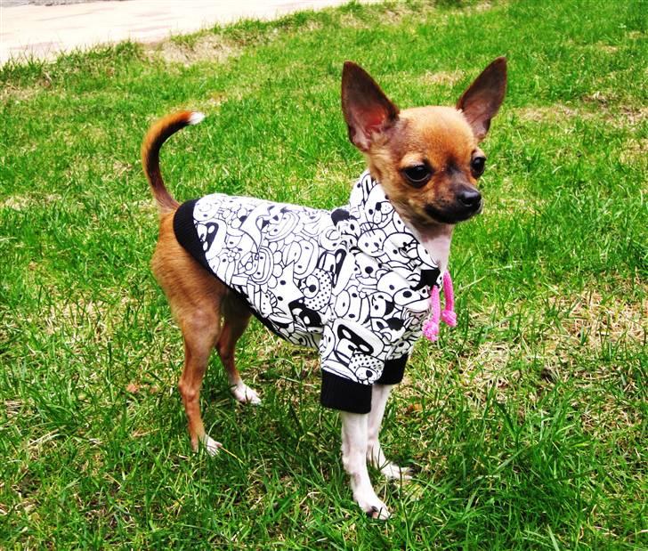 Chihuahua *~ Shika ~* R.I.P - Her er jeg så i min smarte sweater, den er rigtig god når det er køligt og blæsende i vejret! :o) billede 18
