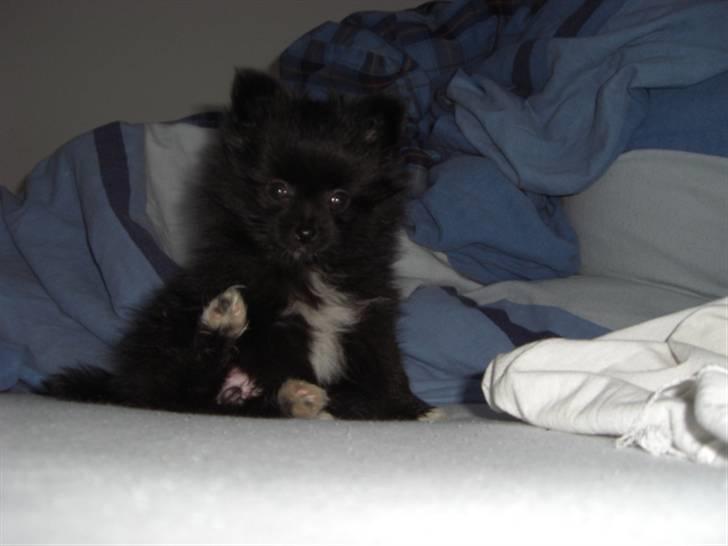 Blanding af racer Zita - lille zita et par dage efter vi har fået hende hjem billede 7