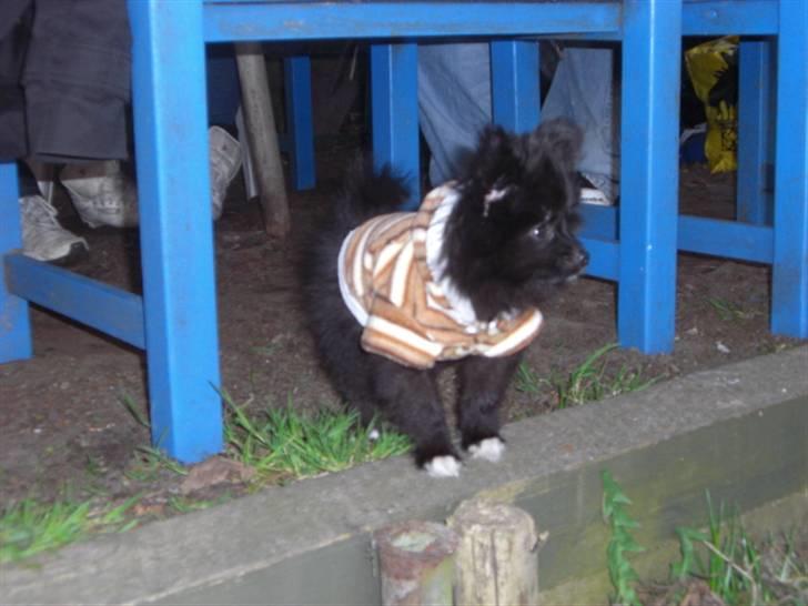 Blanding af racer Zita - Hun er en tur med nede ved vores båd; det er dog lidt koldt for hende da det er en kold efterårsdag billede 8