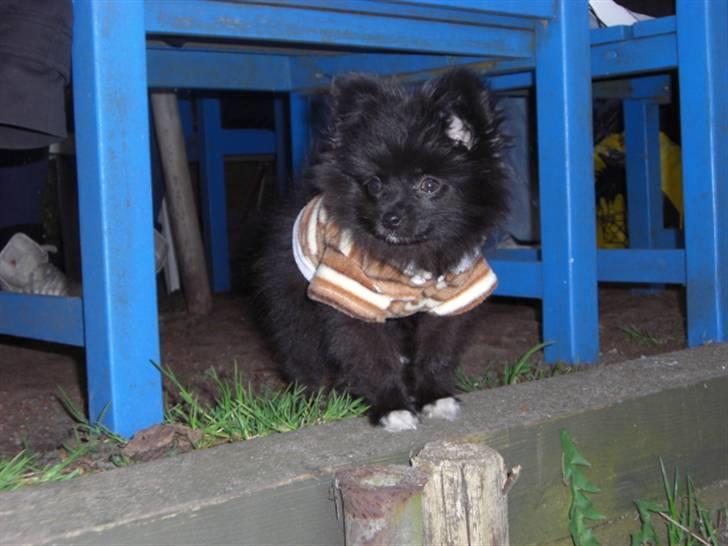 Blanding af racer Zita - Hun har fået øje på et par ænder, klar til at lege billede 9