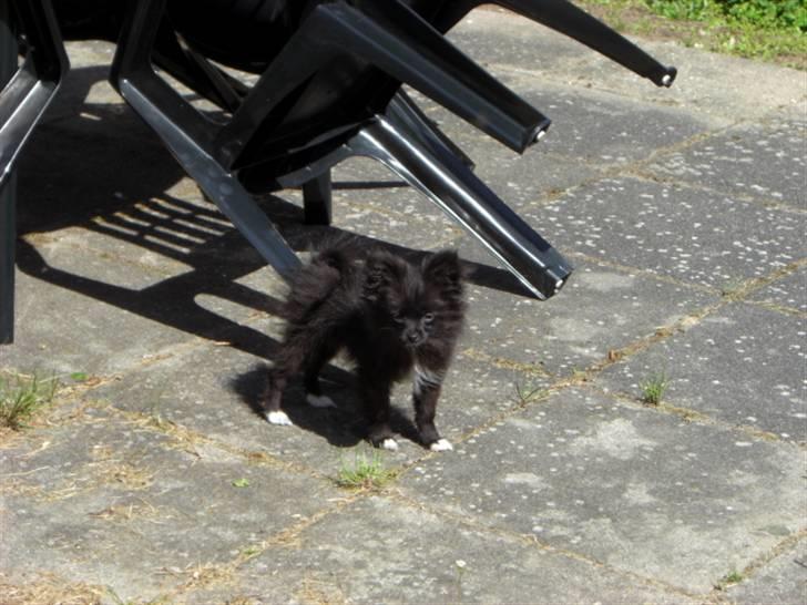 Blanding af racer Zita - Her er Zita ca. 5 mdr. Hun står og nyder den dejlige sommersol billede 10