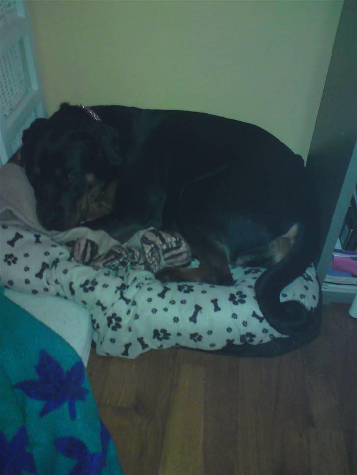 Rottweiler Kayla † billede 13