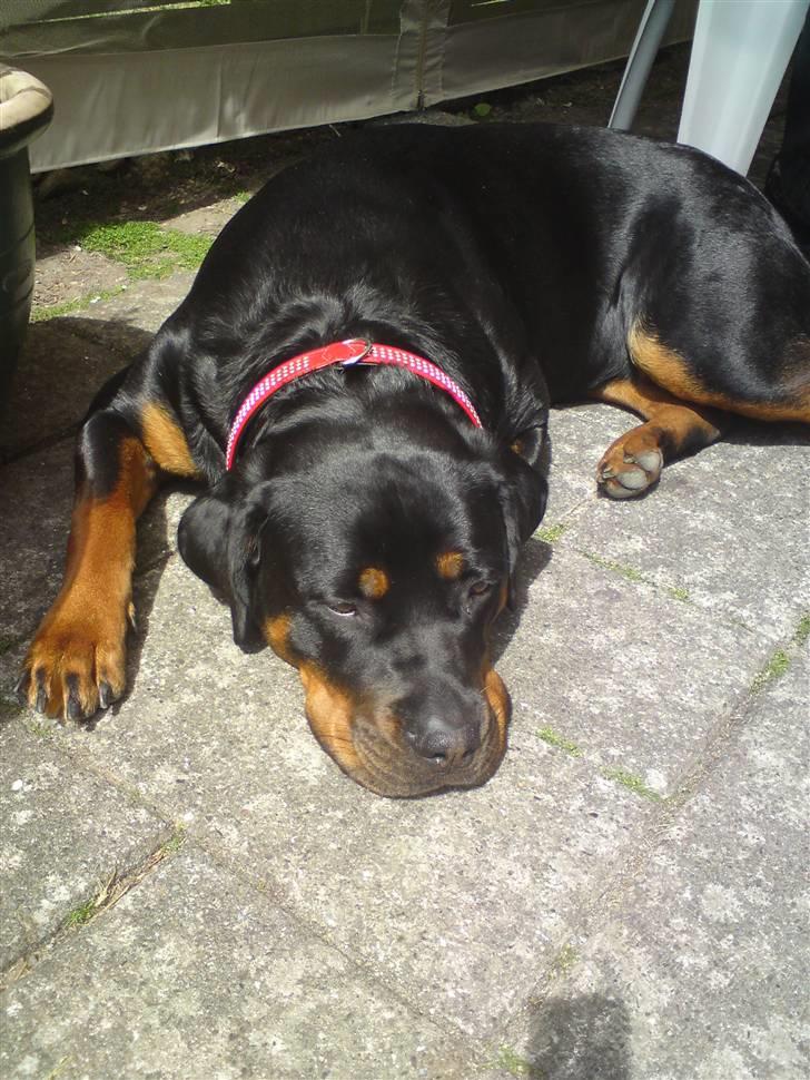 Rottweiler Kayla † - Nyeste billede 14