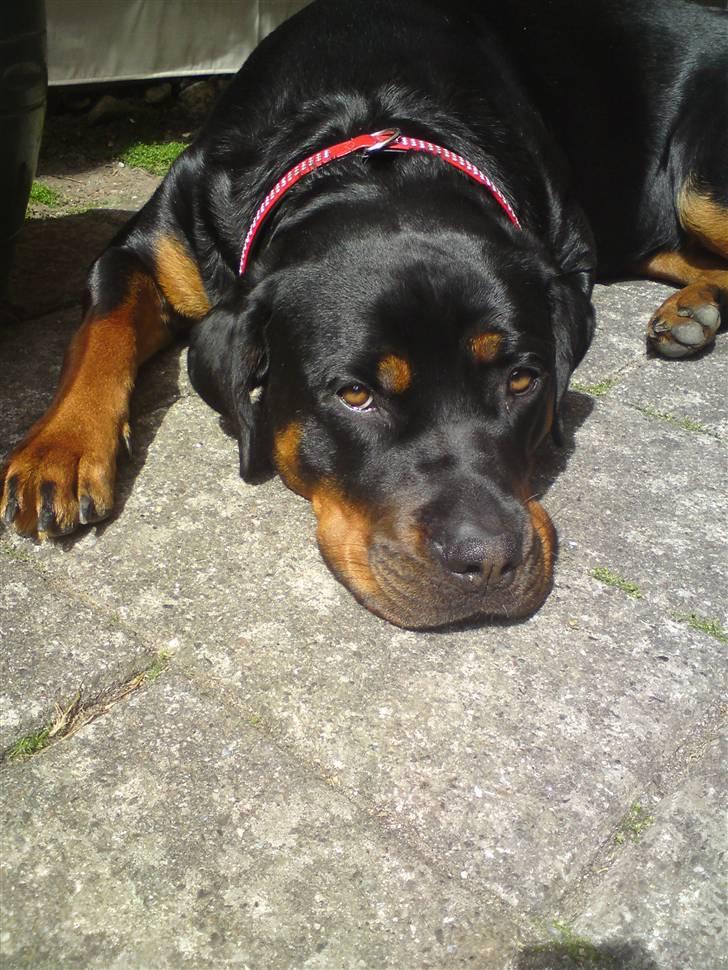 Rottweiler Kayla † - Nyeste billede 15