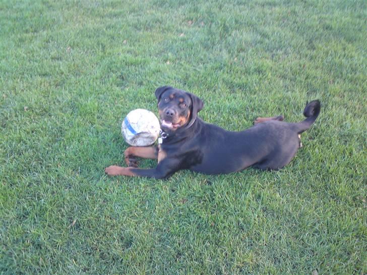 Rottweiler Kayla † billede 16